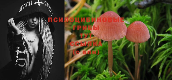 шишки Аркадак